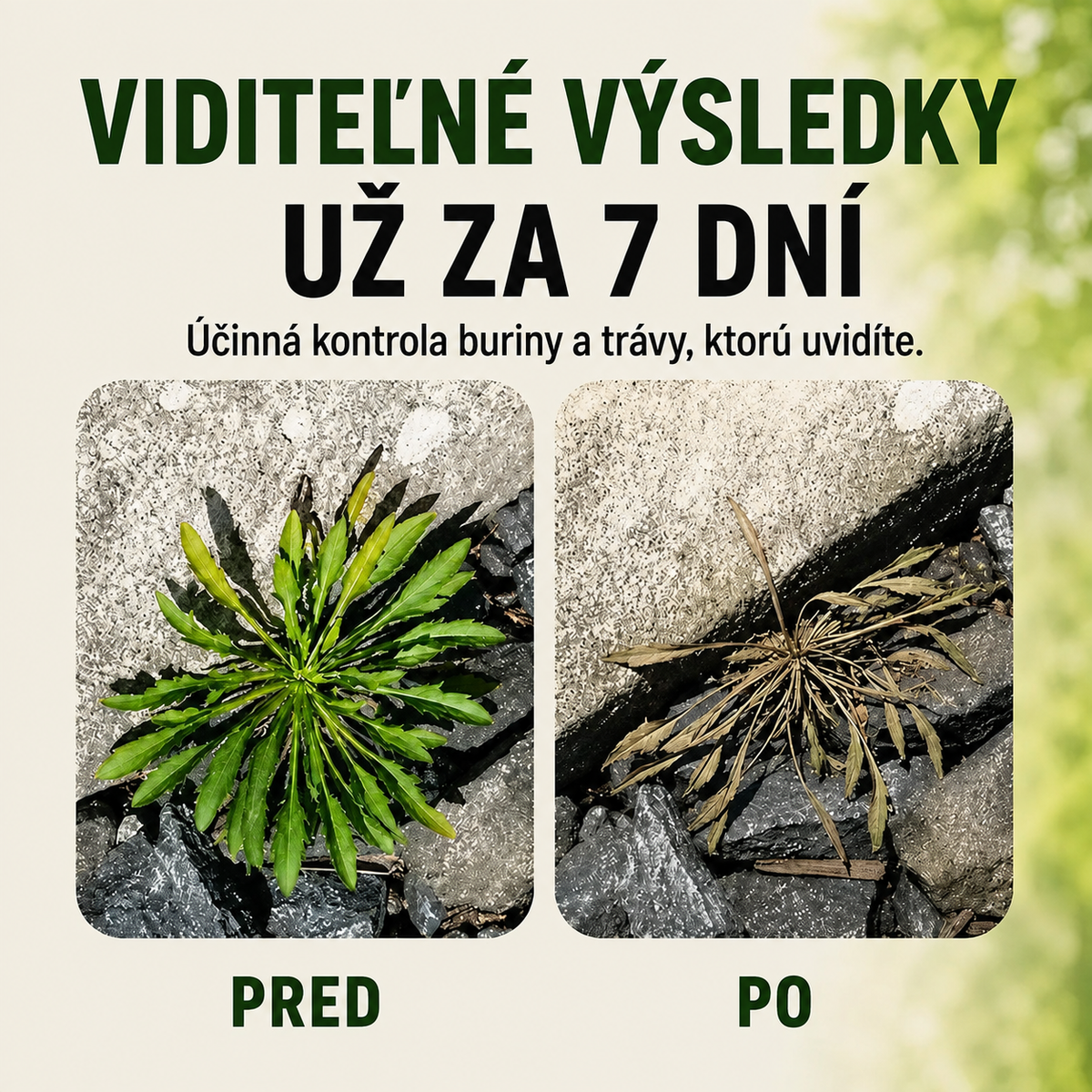 Rýchlo pôsobiaci prírodný sprej proti burine a nežiaducej tráve